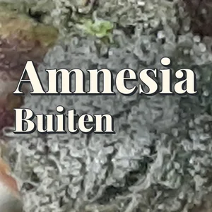 Amnesia Buiten Cannabis Strain
