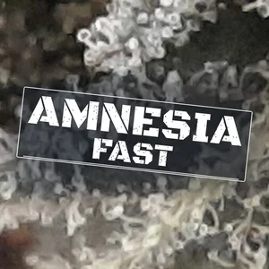 Amnesia Fast Cannabis Strain
