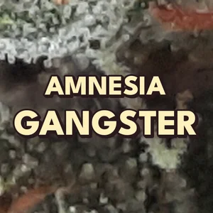 Amnesia Gangster Cannabis Strain