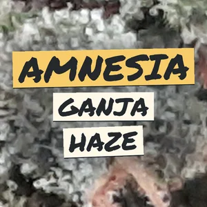 Amnesia Ganja Haze Cannabis Strain