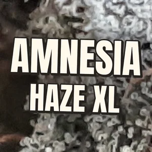Amnesia Haze XL Cannabis Strain