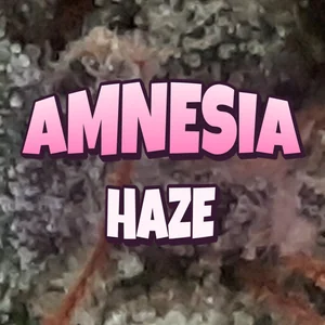 Amnesia Haze Cannabis Strain