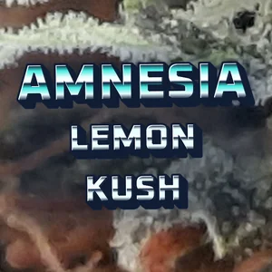Amnesia Lemon Kush Cannabis Strain