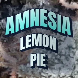 Amnesia Lemon Pie Cannabis Strain