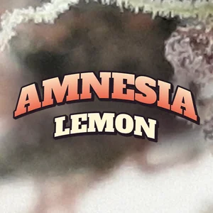 Amnesia Lemon Cannabis Strain