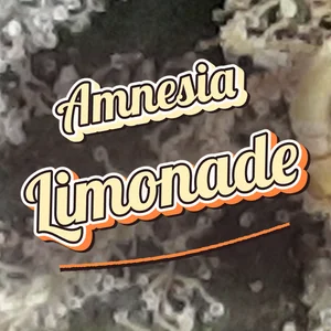 Amnesia Limonade Cannabis Strain