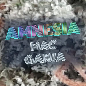 Amnesia Mac Ganja Cannabis Strain