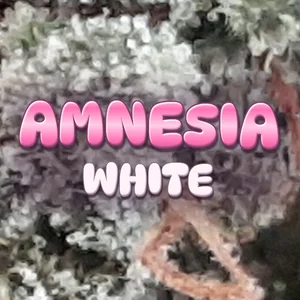 Amnesia White Cannabis Strain