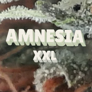 Amnesia XXL Cannabis Strain