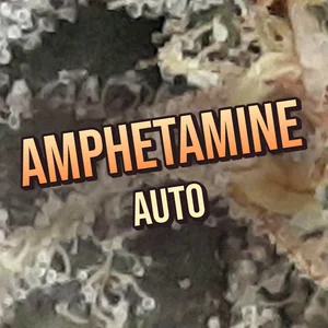 Amphetamine Auto Cannabis Strain