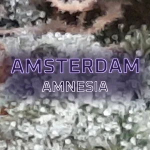 Amsterdam Amnesia Cannabis Strain
