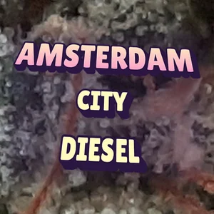 Amsterdam City Diesel Cannabis Strain