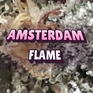 Amsterdam Flame Cannabis Strain