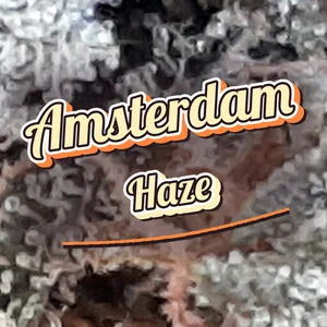 Amsterdam Haze Cannabis Strain