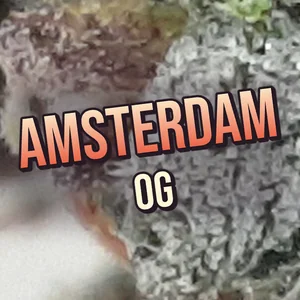 Amsterdam OG Cannabis Strain