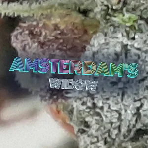 Amsterdam's Widow Cannabis Strain