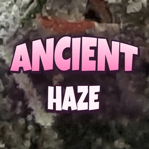 Ancient Haze Cannabis Strain