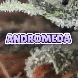 Andromeda Cannabis Strain