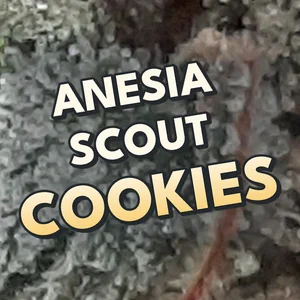 Anesia Scout Cookies Cannabis Strain