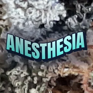 Anesthesia Cannabis Strain