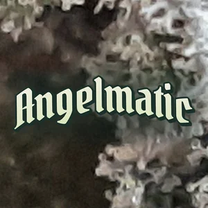 Angelmatic Cannabis Strain