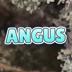 Angus Cannabis Strain