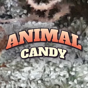 Animal Candy Cannabis Strain