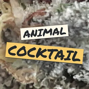 Animal Cocktail Cannabis Strain