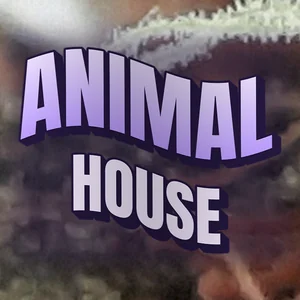 Animal House Cannabis Strain