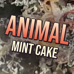 Animal Mint Cake Cannabis Strain