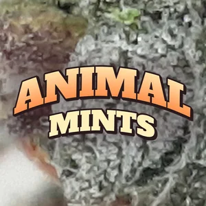 Animal Mints Cannabis Strain