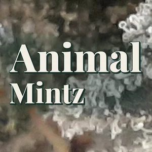 Animal Mintz Cannabis Strain