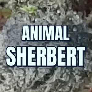 Animal Sherbert Cannabis Strain