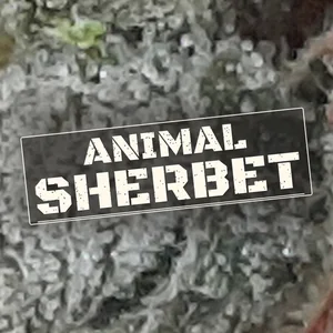 Animal Sherbet Cannabis Strain