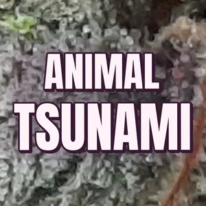 Animal Tsunami Cannabis Strain