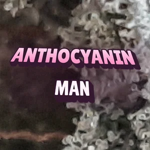 Anthocyanin Man Cannabis Strain