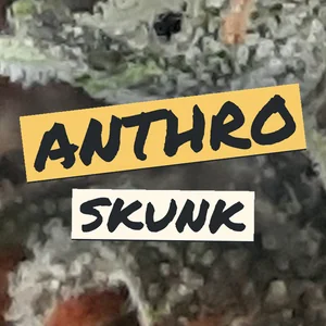 Anthro Skunk Cannabis Strain