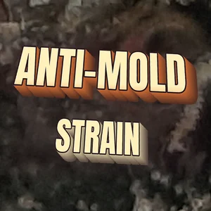 Anti-Mold Strain Cannabis Strain