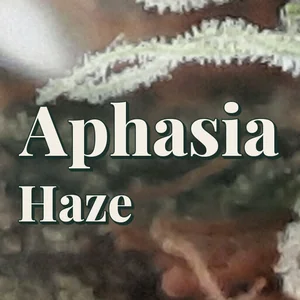 Aphasia Haze Cannabis Strain