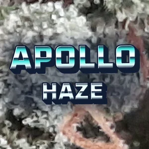 Apollo Haze Cannabis Strain