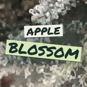 Apple Blossom Cannabis Strain