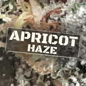 Apricot Haze Cannabis Strain