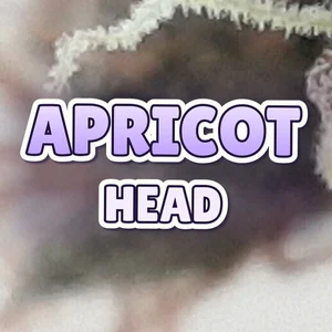 Apricot Head Cannabis Strain
