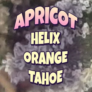 Apricot Helix Orange Tahoe Cannabis Strain
