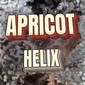 Apricot Helix Cannabis Strain