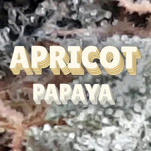 Apricot Papaya Cannabis Strain