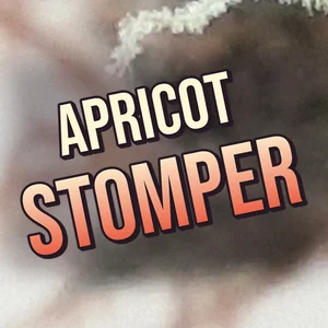 Apricot Stomper Cannabis Strain