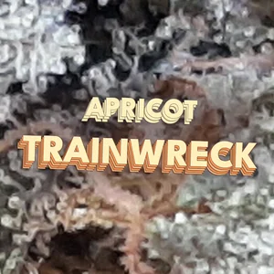 Apricot Trainwreck Cannabis Strain