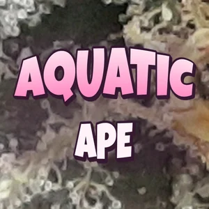 Aquatic Ape Cannabis Strain
