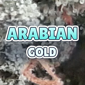 Arabian Gold Cannabis Strain